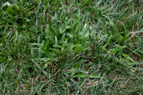 a photo of doveweed leaves growing among turfgrass