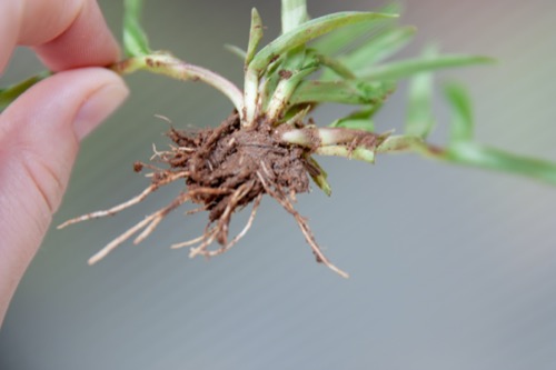 Image of a sprig of doveweed held in a person's hand with the roots clearly visible