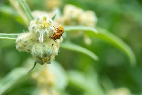 Image showing a fully grown doveweed plant