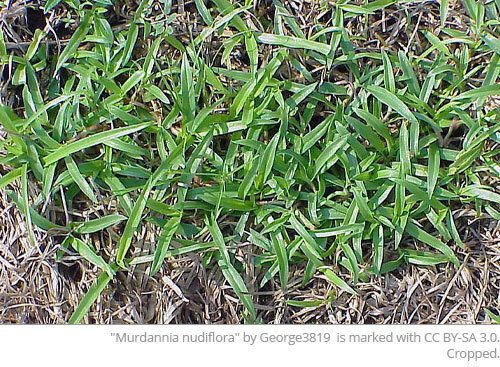 Image showing a patch of doveweed among other grass