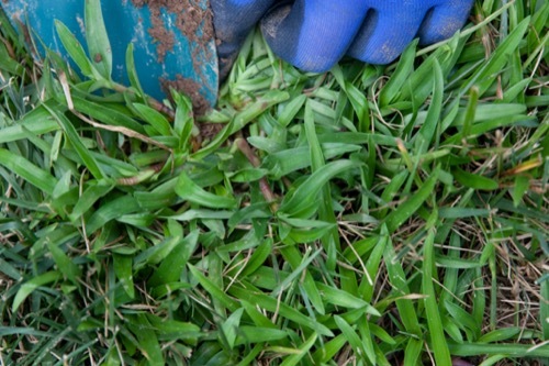 Image of gloved hands inspecting a doveweed plant in grass