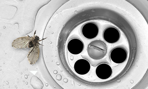 drain flies