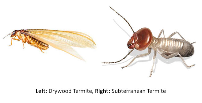 Graphic showing the differences between drywood and subterranean termites