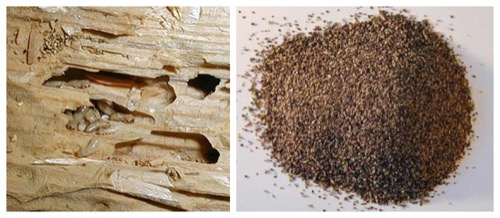 drywood termite inspection infestation signs