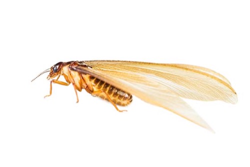 drywood termite pest infestation prevention