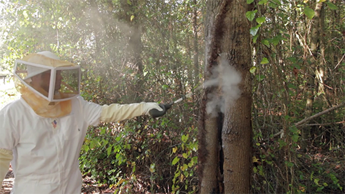 Man in bee suit applying dust to a wasp nest