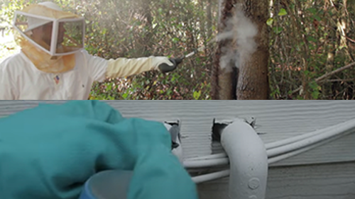 Man in bee suit applying dust to a wasp nest