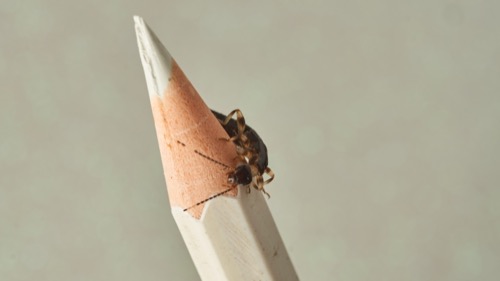 an earwig crawling on the tip of a pencil