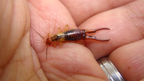 an earwig on a person's hand