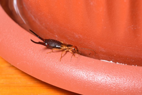 an earwig crawling on a wooden molding