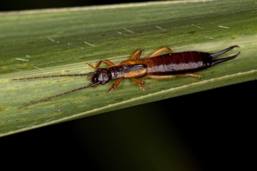 an earwig crawling on a narrow plant shoot