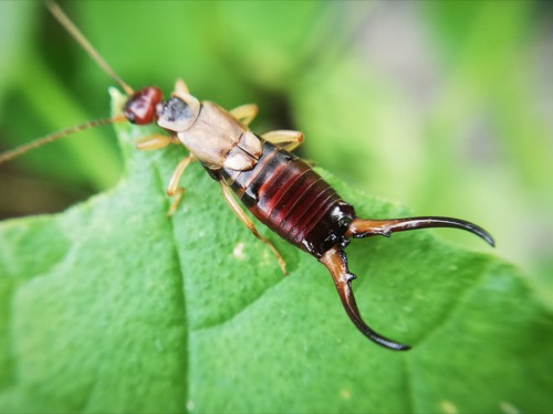 an earwig crawling on a wooden molding