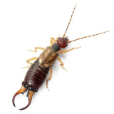 Earwigs Control Guide