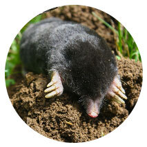 Moles