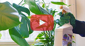 Video: Houseplant Pest Control