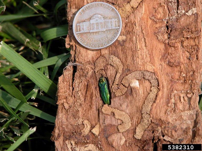 Emerald Ash Borer Treatment Chemicals