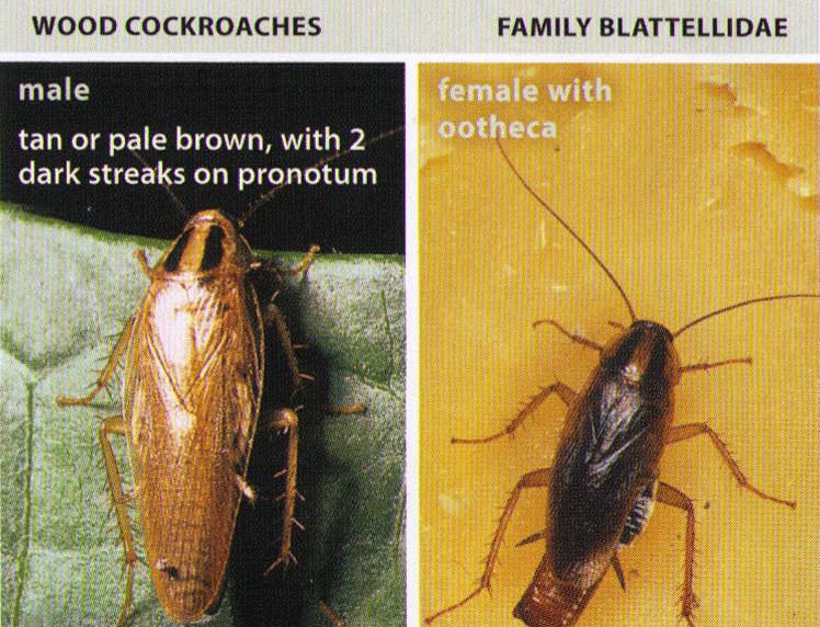 All About Roaches Cockroach Facts Types Of Roaches Top Roach Questions