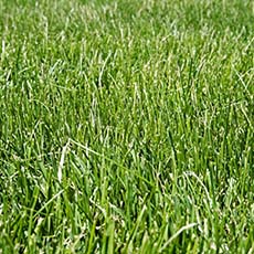 How to Care for Fescuegrass Guide