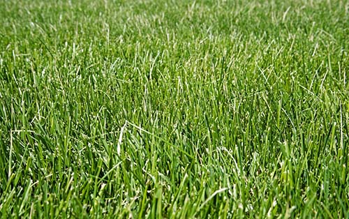 Fescue lawn hot sale care