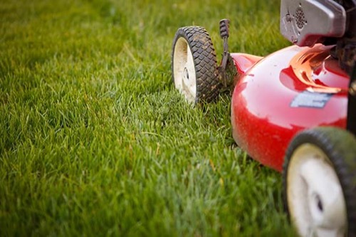 fescue grass mowing height