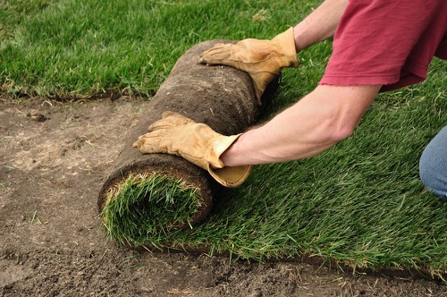 fescue grass fall sod