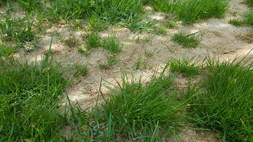 grass clippings on bare spots