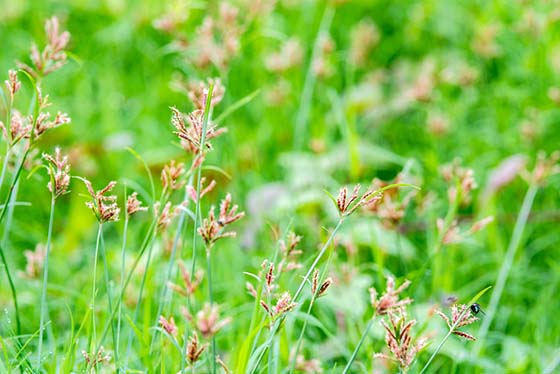 Image of nutsedge in a lawn