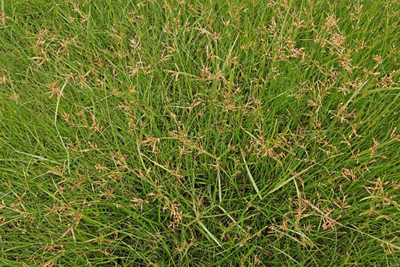 Image of nutsedge in a field