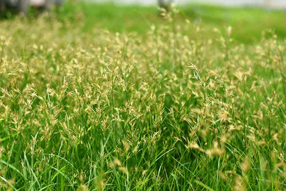 Image of nutsedge in a field