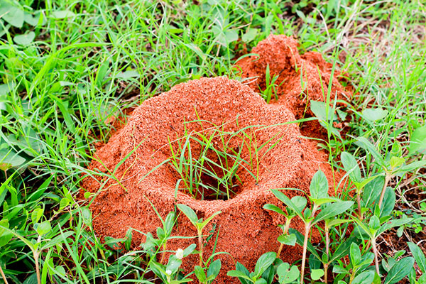 Image showing large fire ant mound in grass