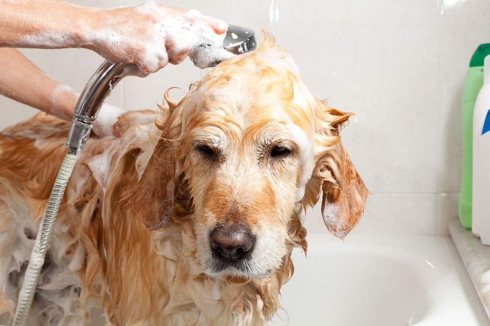 dog grooming flea bath