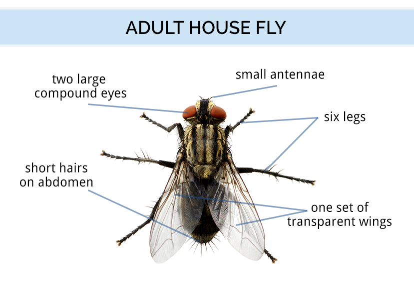 Graphic showing the anatomy of a fly