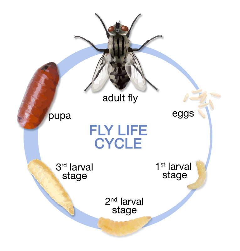 Graphic showing the life cycle of the fly