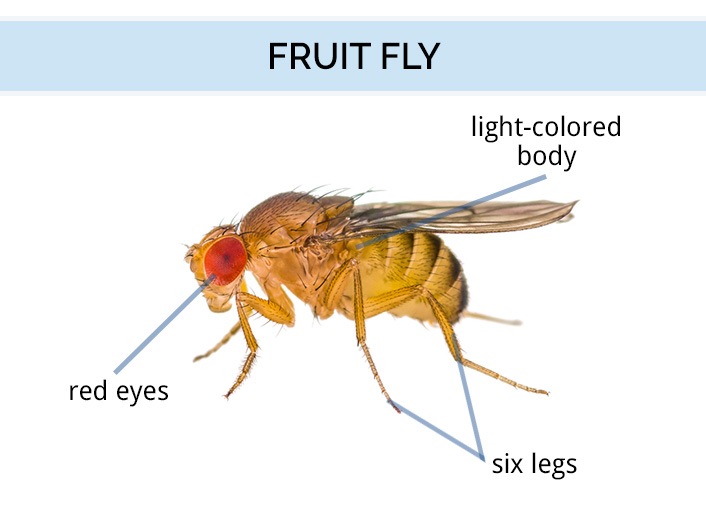 What Do Fruit Flies Look Like Fruit Fly Identification & Anatomy