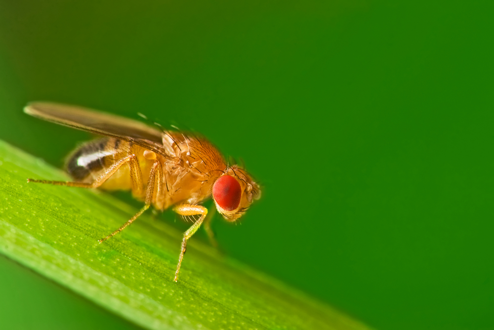 Image of a fruit fly sitting on a leaf