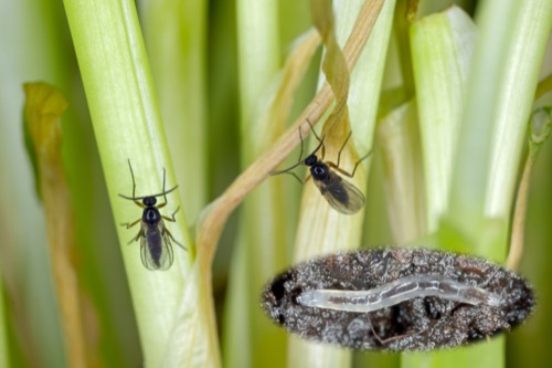 photo of fungus gnats on the stalks of a plant, with an insert image of fungus gnat larvae
