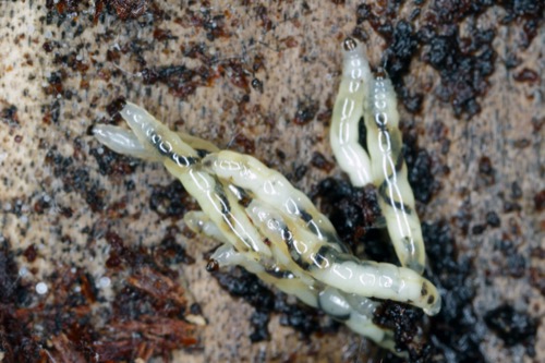 close-up image of several fungus gnat larvae