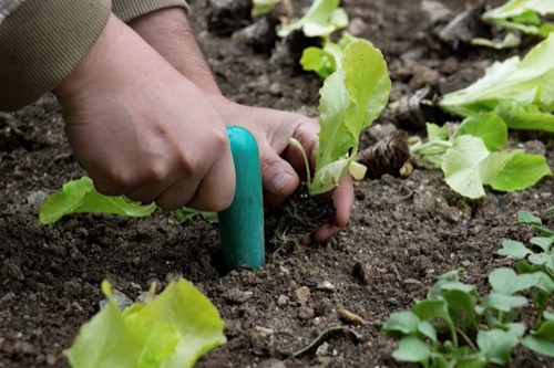 Image of a person's hand planting a seedling in soil