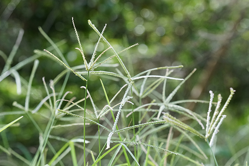 goosegrass