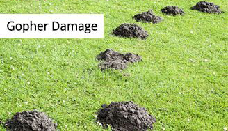 Image of gopher damage