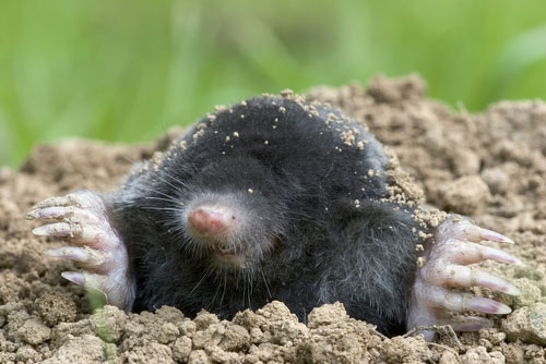 Image of a ground mole