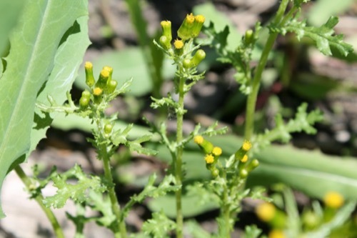 a groundsel plant without the yellow flowers