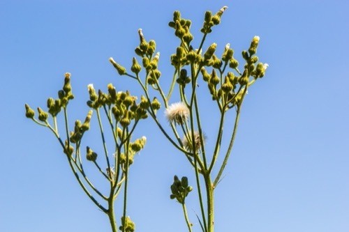 A groundsel weed stalk with small flowers and a seed puff.