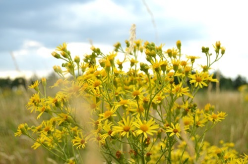 a multi-stemmed groundsel plant with numerous yellow flowers visible at the ends of the stems