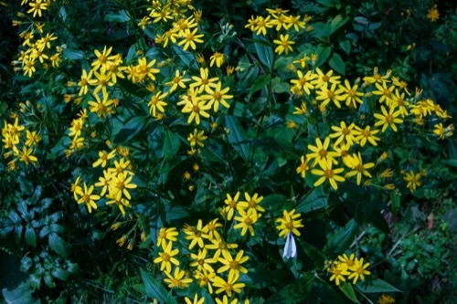 a group of groundsel stalks above grass
