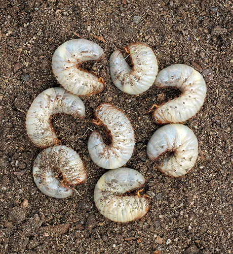 Image of a grub close up