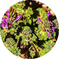 Henbit