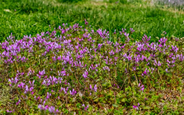 Image showing a patch of henbit
