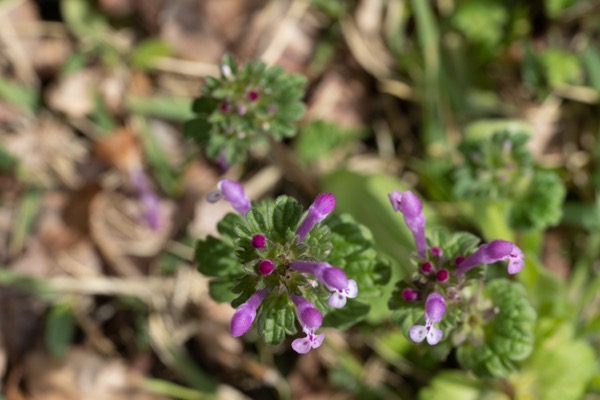 Image of henbit with flowers from close by