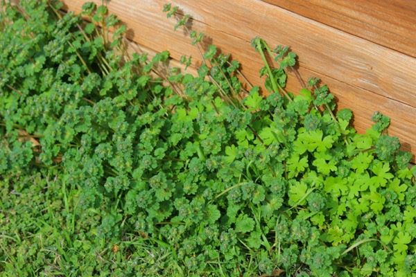Image of henbit growing against a fence